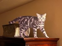 IMG_1063.jpeg
