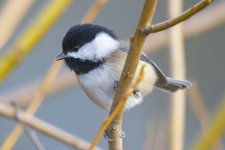 A01BlackCappedChickadee5046.jpg