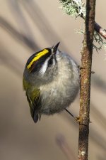 A02GoldenCrownedKinglet0896.jpg