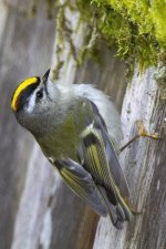 A03GoldenCrownedKinglet1038.jpg