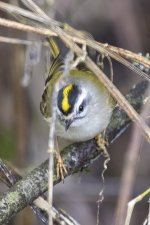 A04GoldenCrownedKinglet4691.jpg
