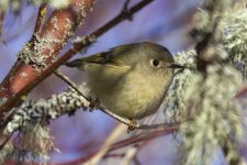 A05bRubyCrownedKinglet0129.jpg