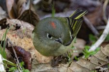A05RubyCrownedKinglet1099.jpg