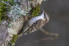 A06BrownCreeper0851.jpg