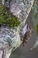 A07BrownCreeper0857.jpg