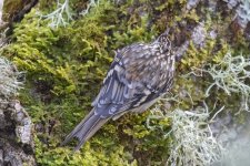 A08BrownCreeper4956.jpg