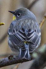 A10YellowRumpedWarbler1225.jpg