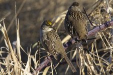B01GoldenCrownedSparrow0920.jpg