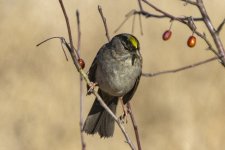 B02GoldenCrownedSparrow0158.jpg