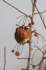 B04PurpleFinchMaleFeeding0165.jpg