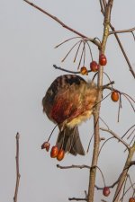 B05PurpleFinch0172.jpg
