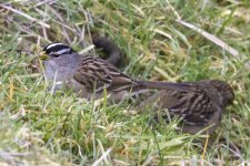 B06WhiteCrownedSparrow1150.jpg