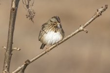 B07LincolnsSparrow4980.jpg
