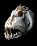 30 Cubera Snapper.webp