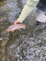 IMG_9150.jpeg IMG_9150.jpeg