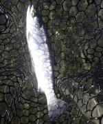IMG_1091.jpeg
