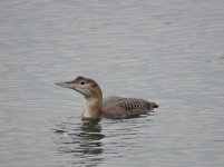 IMG_8036.jpeg