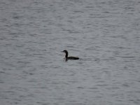 IMG_8061.jpeg