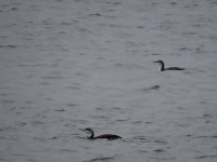 IMG_8084.jpeg