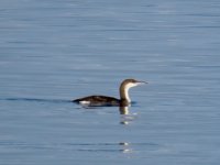 IMG_8275.jpeg