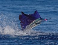 5 sailfish.jpg