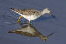 GreaterYellowlegs0196.jpg