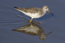 GreaterYellowlegs0197.jpg