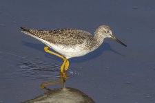 GreaterYellowlegs0204.jpg