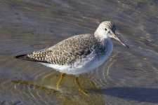 GreaterYellowlegs0300.jpg