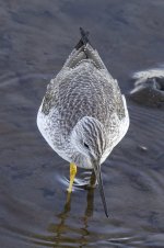 GreaterYellowlegs0302.jpg