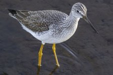 GreaterYellowlegs0307.jpg