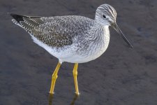 GreaterYellowlegs0308.jpg