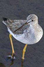 GreaterYellowlegs0311.jpg