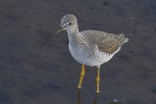 GreaterYellowlegs0313.jpg