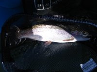 Lenice Bow 2010.jpg