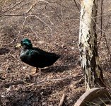 IMG_1135.jpeg