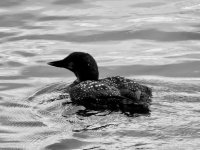 IMG_8372.jpeg