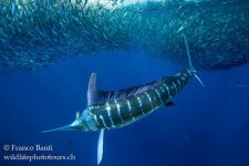 9StripedMarlin03.jpg