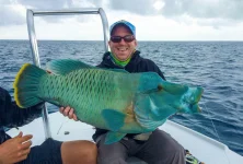 21 napoleon wrasse.webp