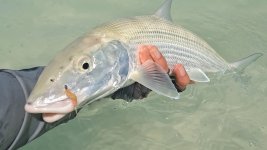 28 bonefish.jpg