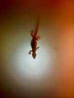 IMG_0333.jpeg IMG_0333.jpeg