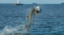 2 Tarpon 4.webp