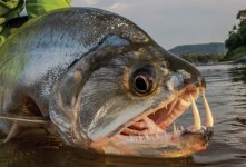 14 Payara.jpg
