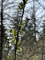 IMG_0439.jpeg