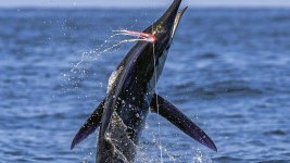 9 Striped Marlin.jpg