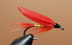 Ibis Yellow 1080.JPG