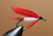Ibis White 1080.JPG