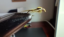 Split back emerger_PMD.jpg