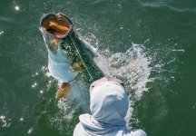 2 Tarpon 5.jpg