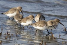 A01WesternSandpipers8069.jpg